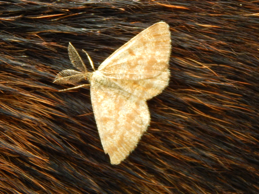 Ematurga atomaria - barna rétiaraszoló