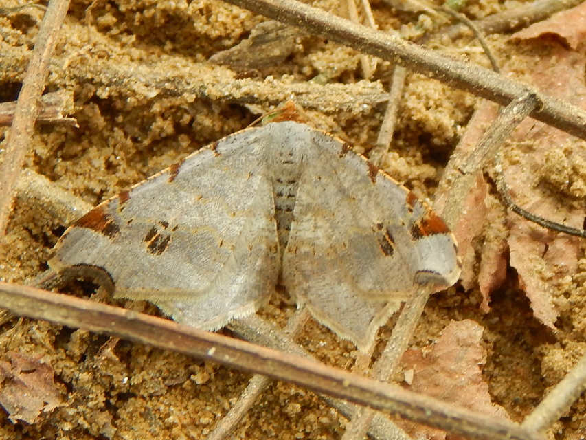Macaria alternata - közönséges szürkearaszoló