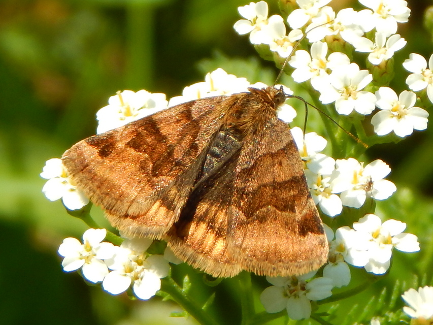 Euclidia glyphica - közönséges nappalibagoly