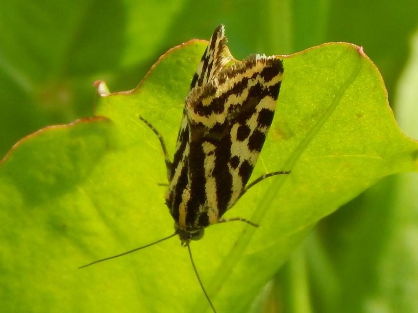 Emmelia trabealis - zebrabagoly