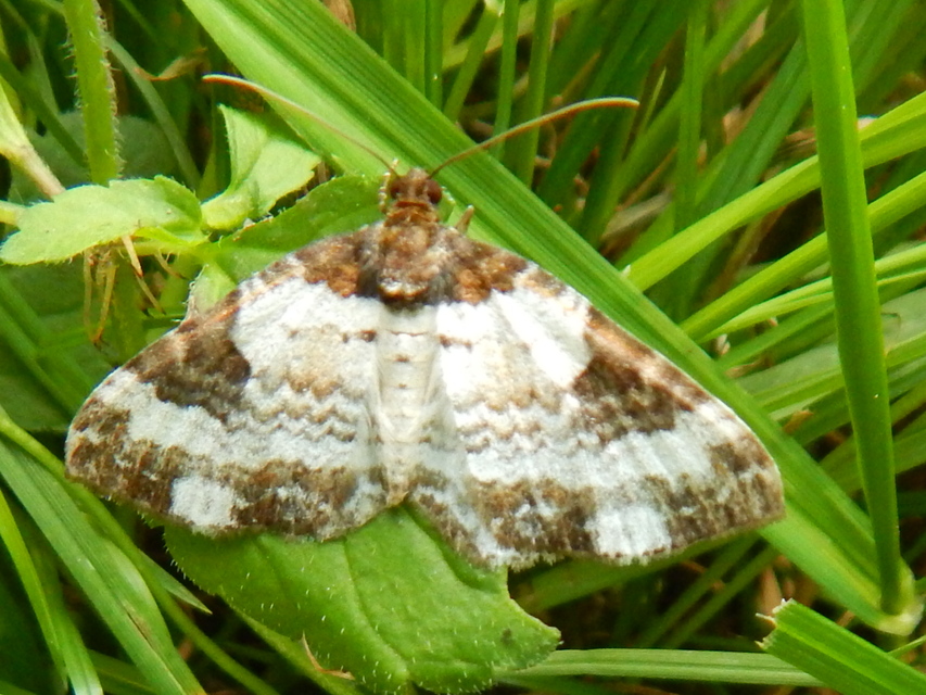 Melanthia procellata - hullámos tarkaaraszoló
