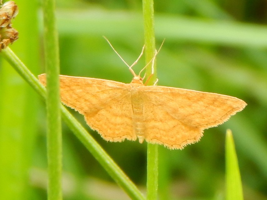Idaea ochrata - okkerszínű sávosaraszoló