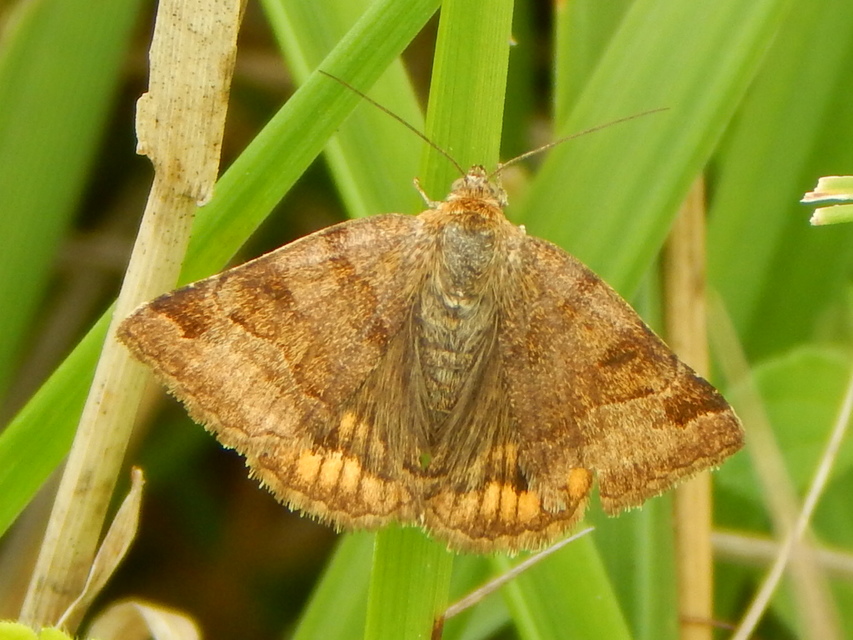Euclidia glyphica - közönséges nappalibagoly