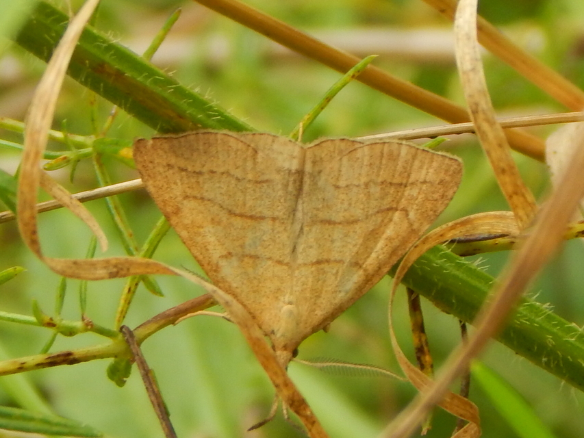Polypogon tentacularia - sötétaljú karcsúbagoly