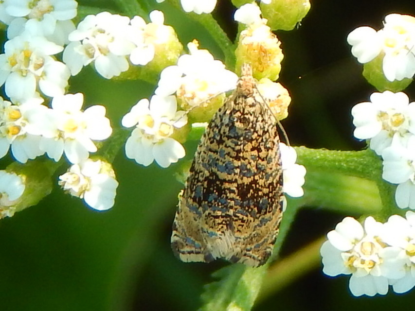 Celypha lacunana - vízparti tükrösmoly