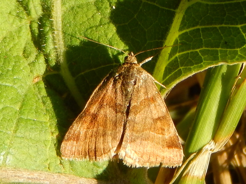 Euclidia glyphica - közönséges nappalibagoly