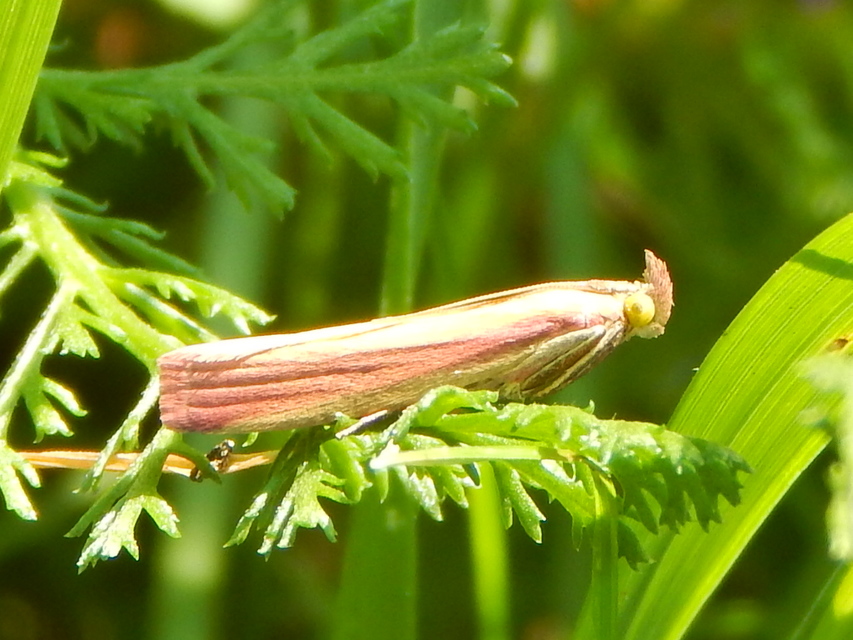 Oncocera semirubella - lucernamoly