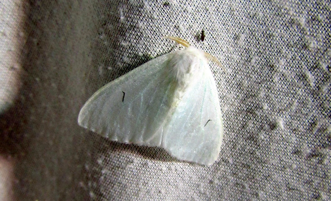 Arctornis l-nigrum - L-betűs gyapjaslepke