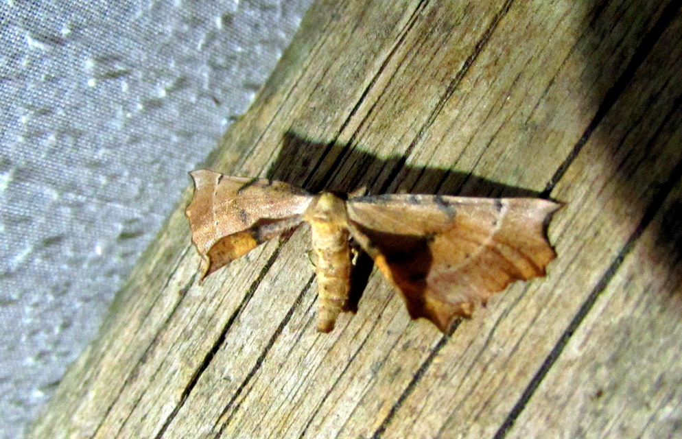 Artiora evonymaria - kecskerágó-araszoló