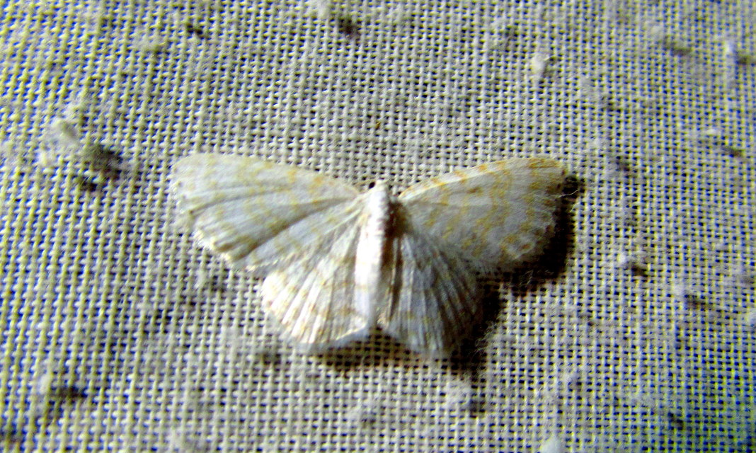 Asthena albulata - gyertyán-fehéraraszoló