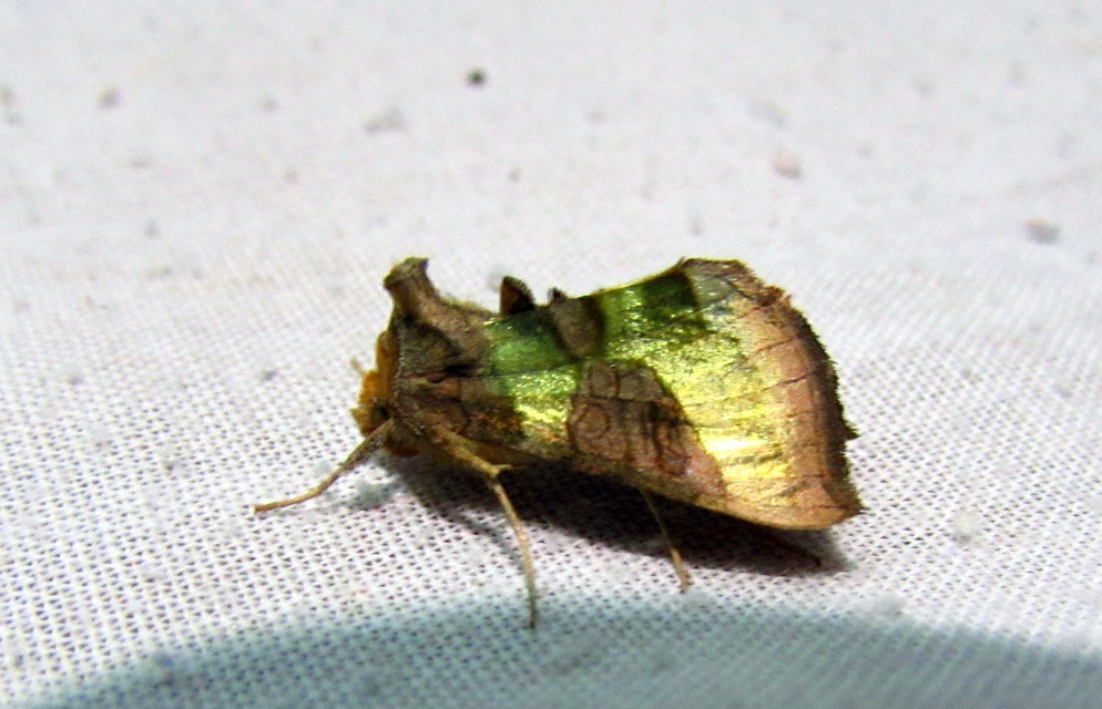 Diachrysia chrysitis/stenochrysis