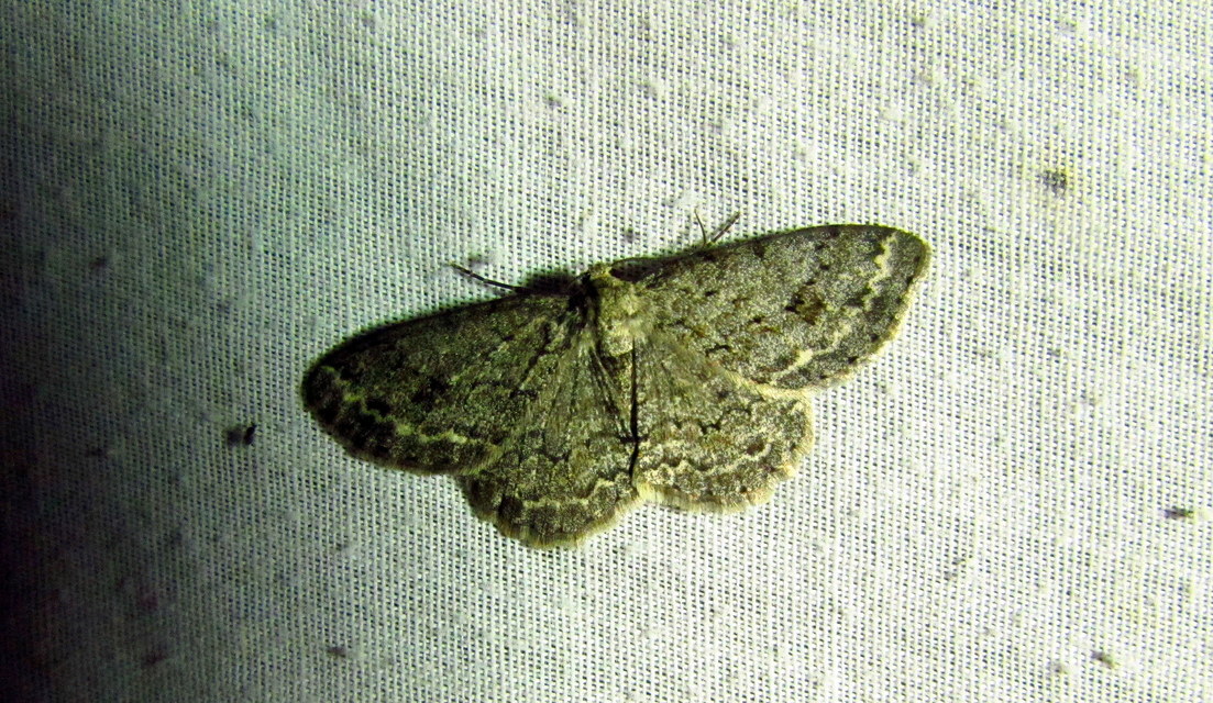 Ectropis crepuscularia - avararaszoló