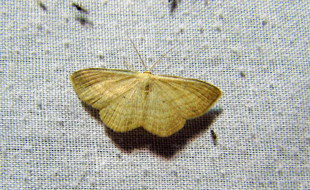 Scopula virgulata - vesszős sávosaraszoló