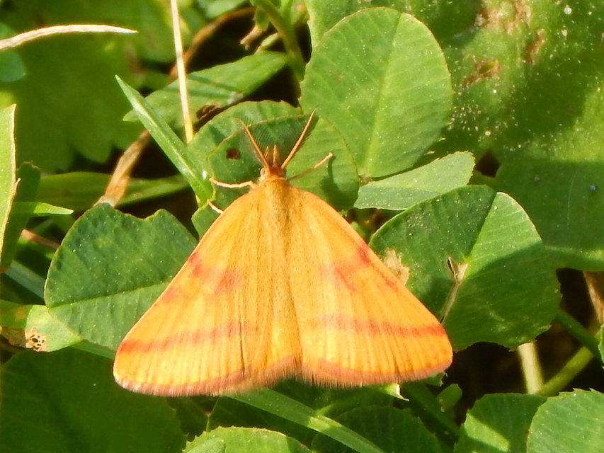 Lythria purpuraria - bíborsávos araszoló