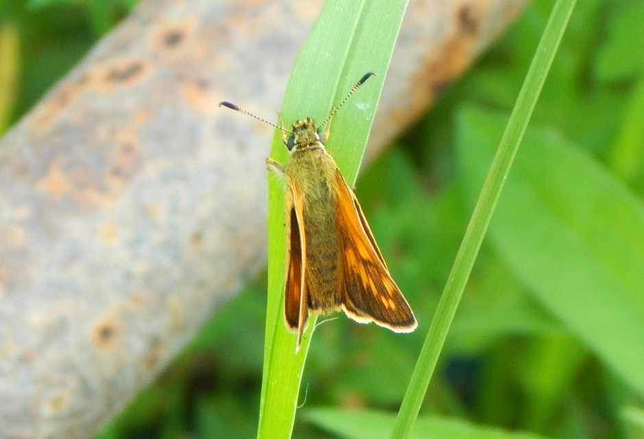 Ochlodes sylvanus - erdei busalepke