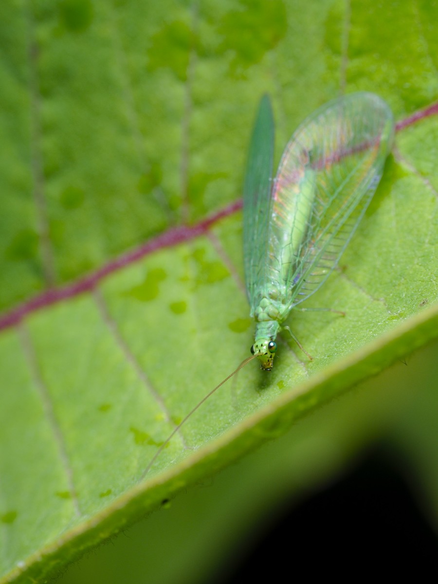 Chrysopa formosa