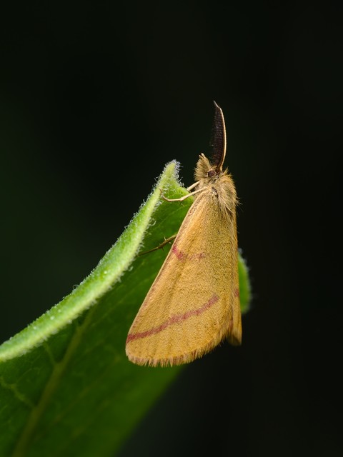 Lythria purpuraria - bíborsávos araszoló