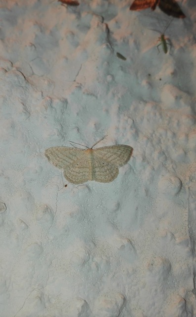 Scopula virgulata - vesszős sávosaraszoló