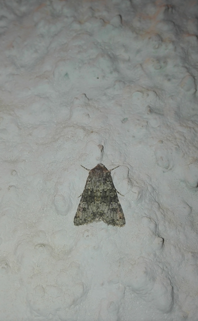 Hecatera dysodea - parajbagoly