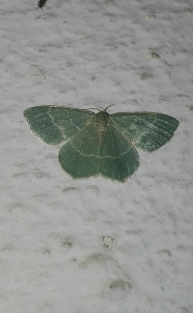 Chlorissa cloraria - sárgászöld araszoló