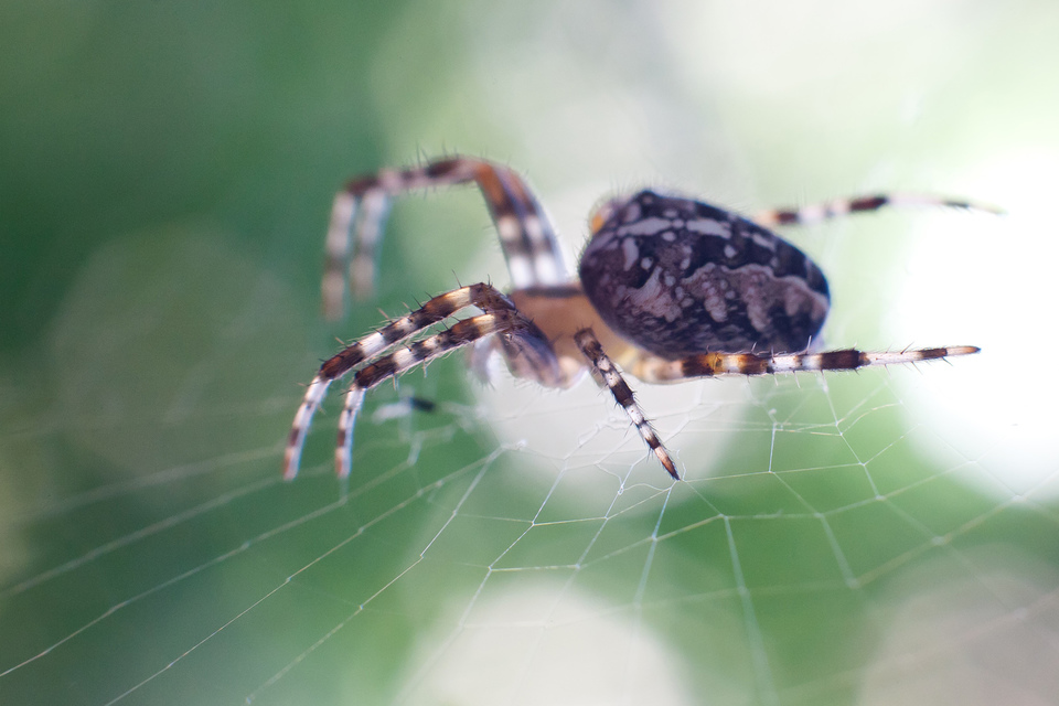 Araneus diadematus - koronás keresztespók