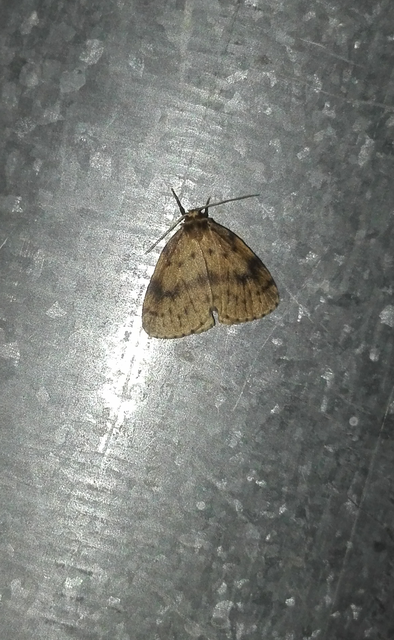 Thumata senex - mocsári medvelepke