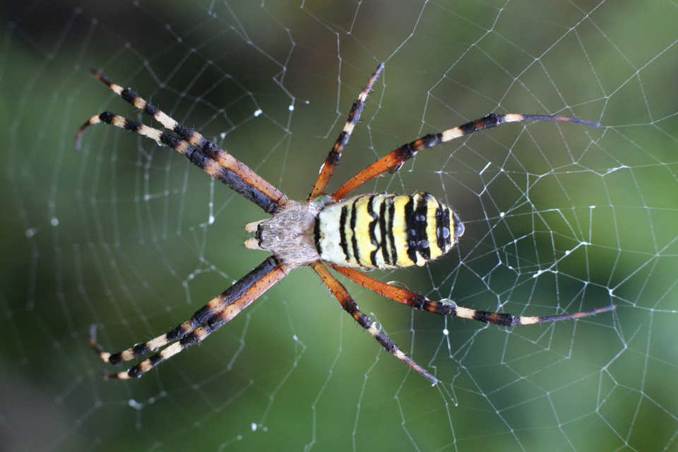Argiope bruennichi - darázspók
