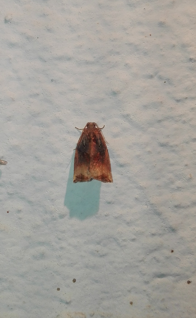 Archips podana - dudvarágó sodrómoly