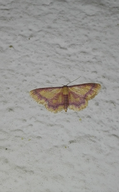 Idaea muricata - mocsári pirosaraszoló