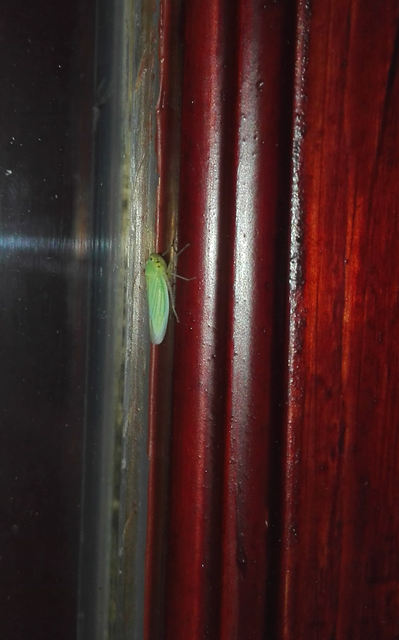 Cicadella viridis - méregzöld kabóca