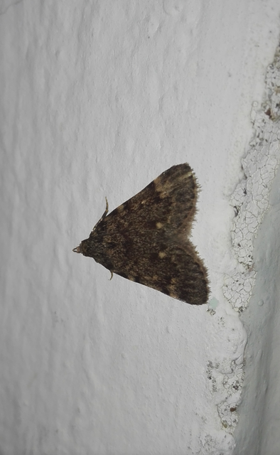Aglossa pinguinalis - zsiradékmoly