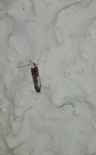 Monopis monachella - apácamoly