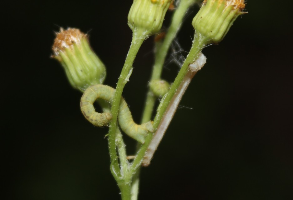 Eupithecia centaureata - búzavirág-törpearaszoló