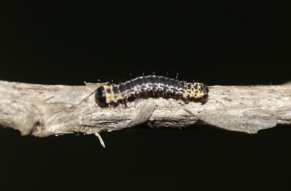 Abraxas grossulariata - köszméte-araszoló