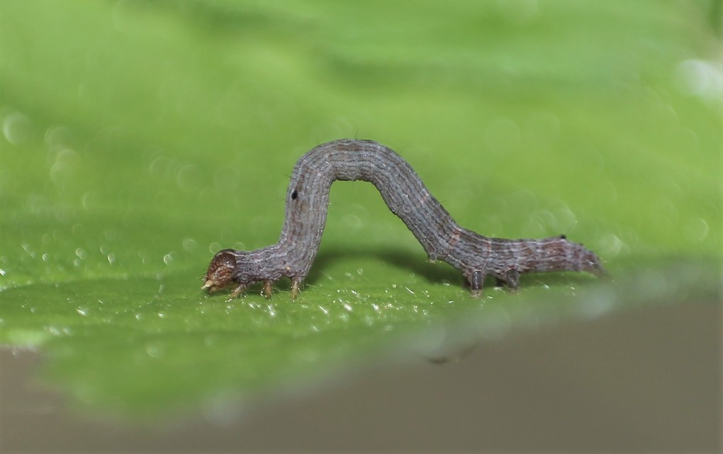 Dysgonia algira - déli porcelánbagoly
