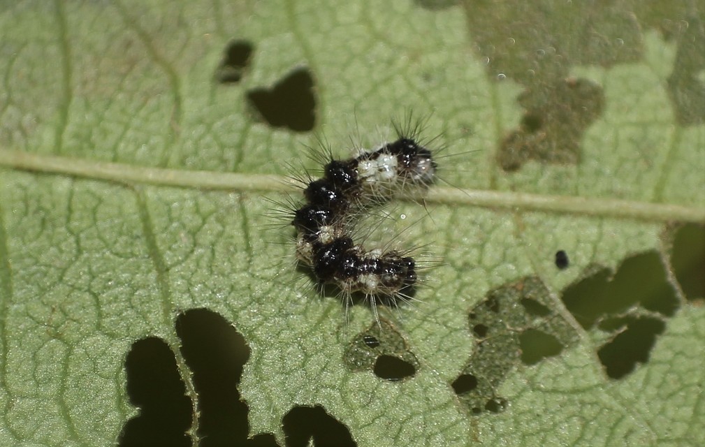 Acronicta aceris - vadgesztenye-szigonyosbagoly