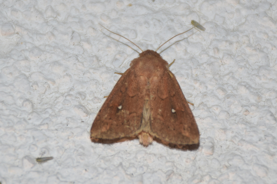 Mythimna albipuncta - fehérpettyes rétibagoly