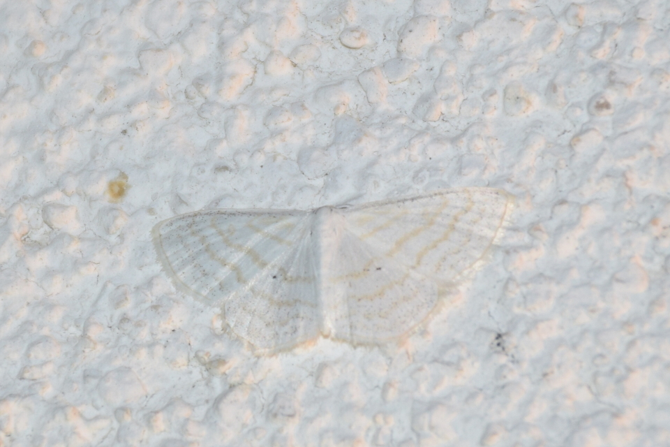 Scopula caricaria - mocsári fehéraraszoló