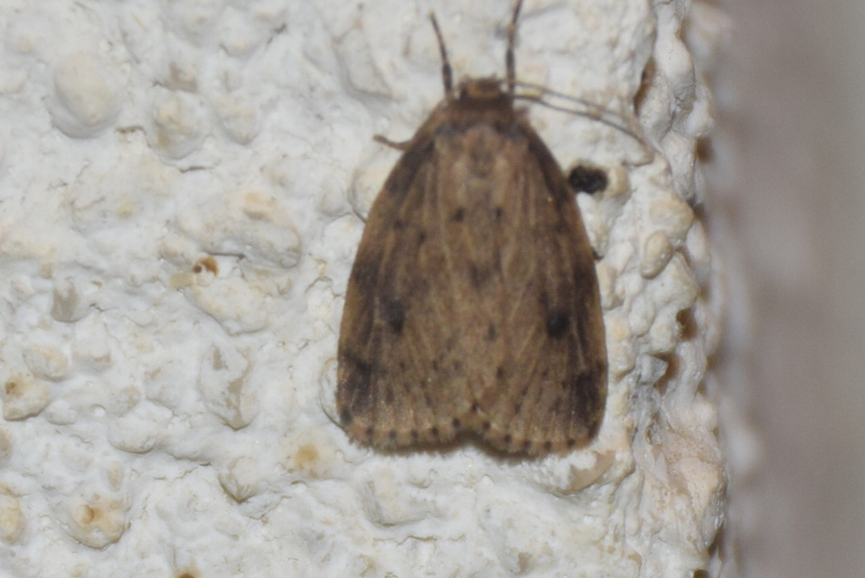 Thumata senex - mocsári medvelepke