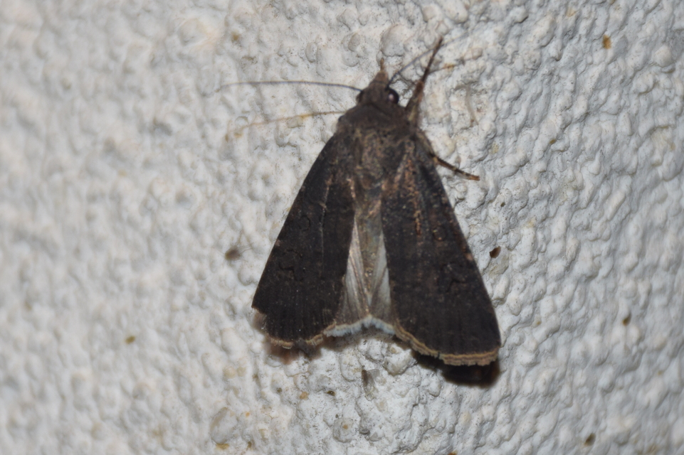 Agrotis segetum - vetési földibagoly