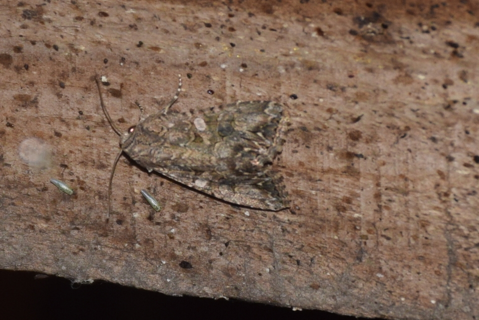 Hadula trifolii - lóherebagoly
