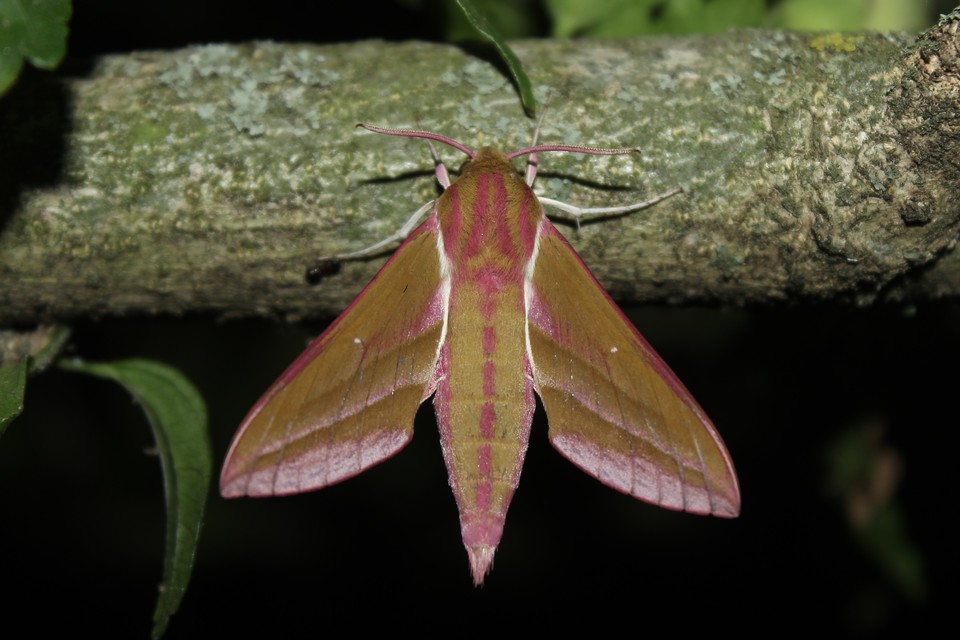 Deilephila elpenor - szőlőszender