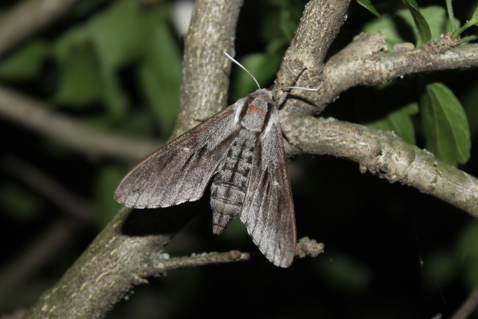 Hyloicus pinastri - fenyőszender