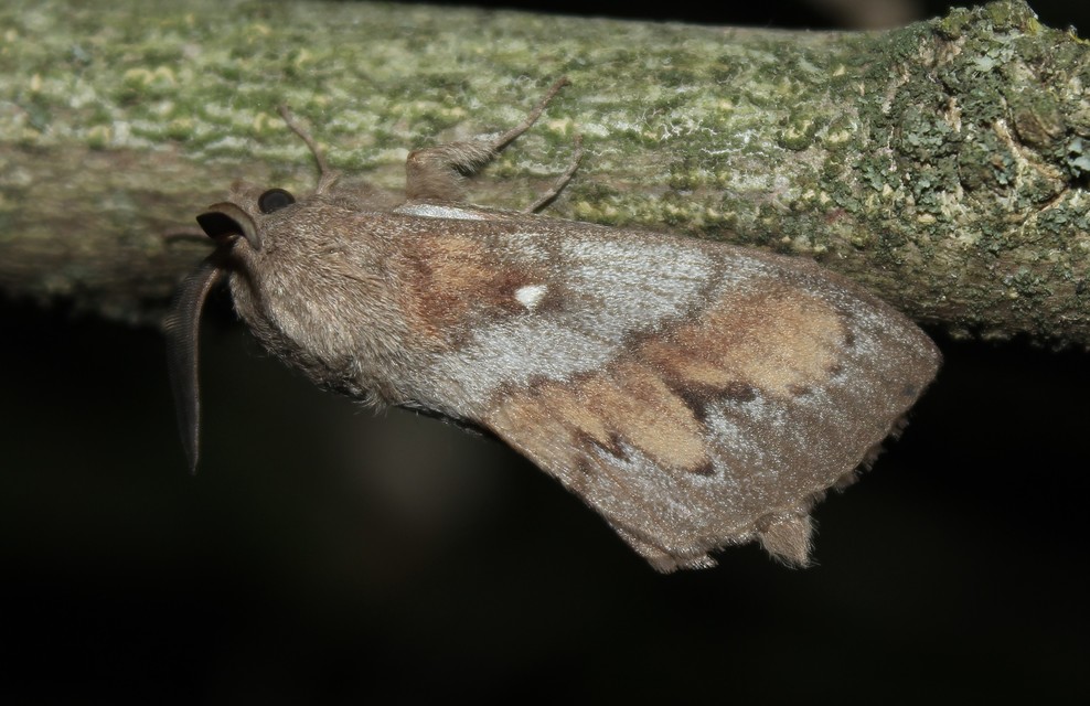 Dendrolimus pini - fenyőpohók