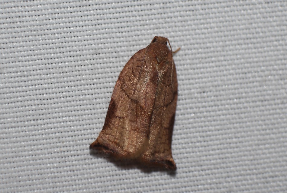 Archips podana - dudvarágó sodrómoly