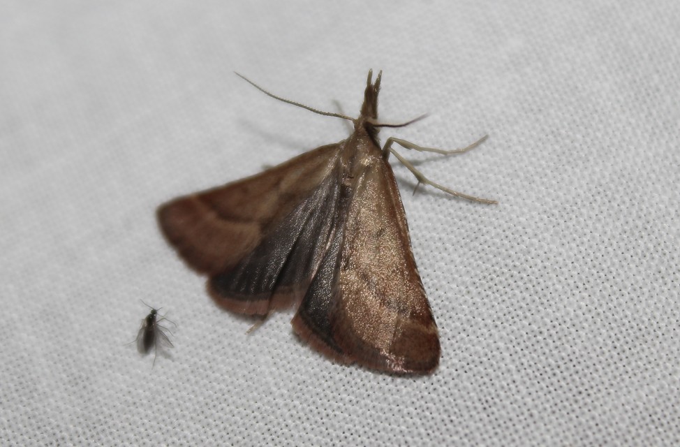 Synaphe punctalis - hosszúlábú fényilonca