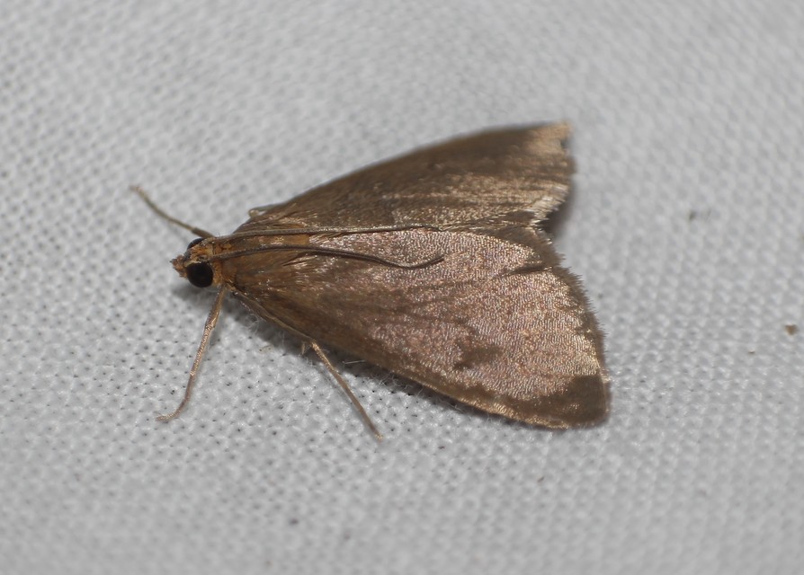 Evergestis aenealis - patinás dudvamoly