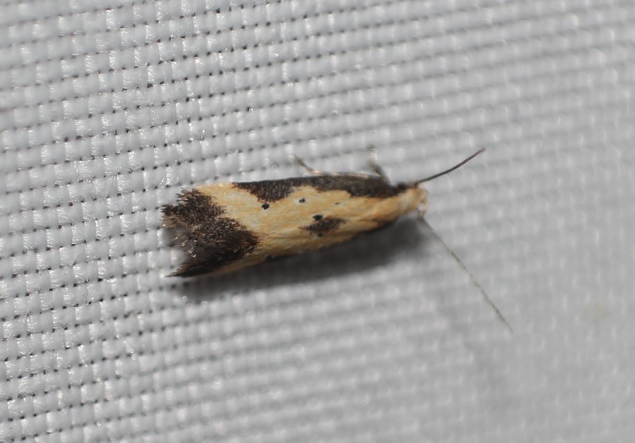 Brachmia dimidiella - citromkocsord-lápimoly