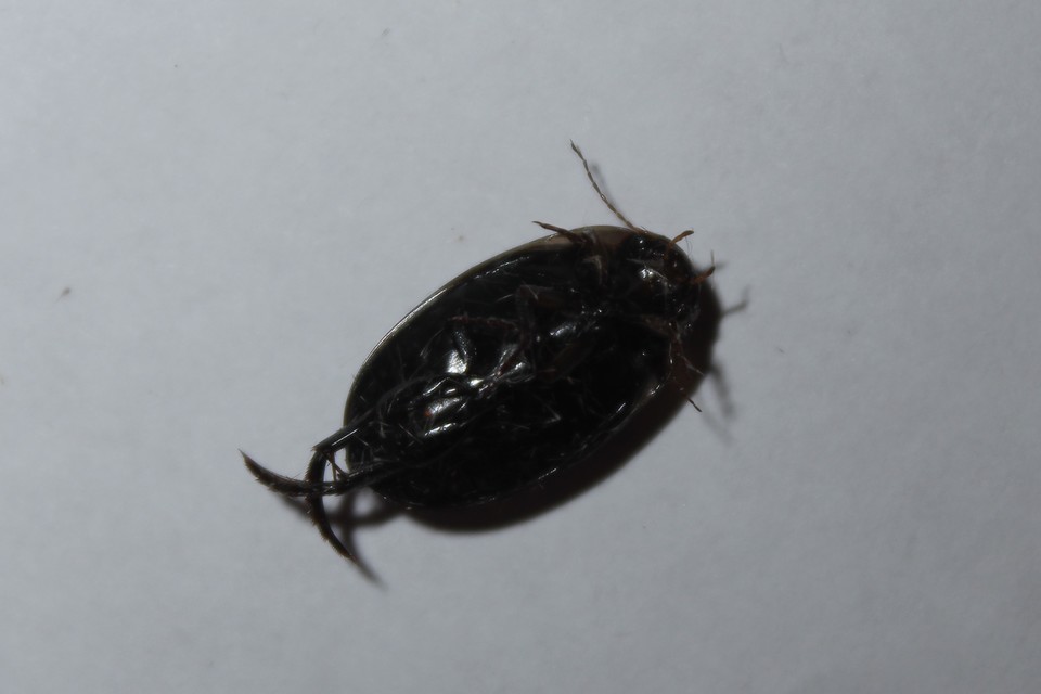 Hydaticus seminiger - fekete mocsáricsíkbogár