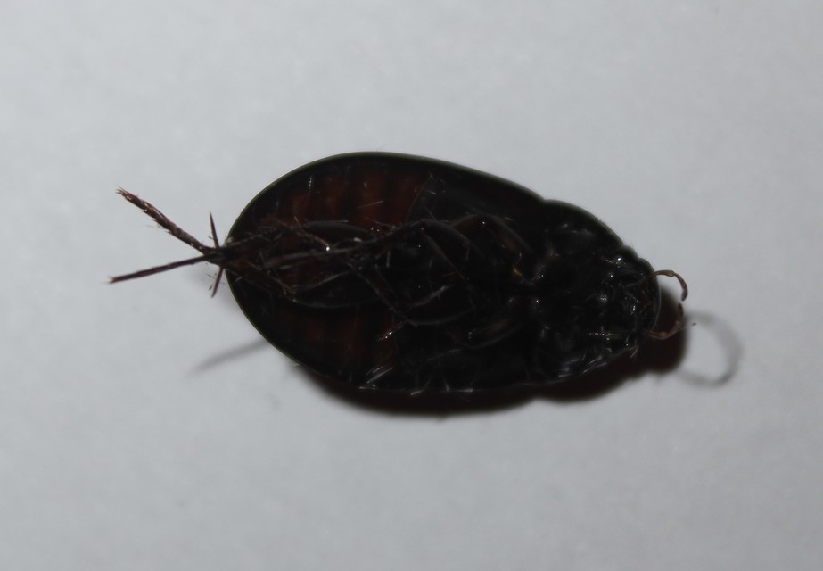 Hydrochara caraboides - kis csibor